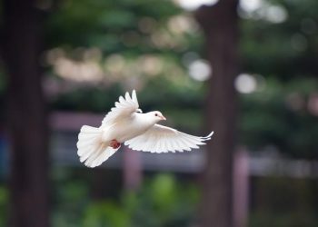 Policía de India libera a una “paloma espía china” después de ocho meses de encierro