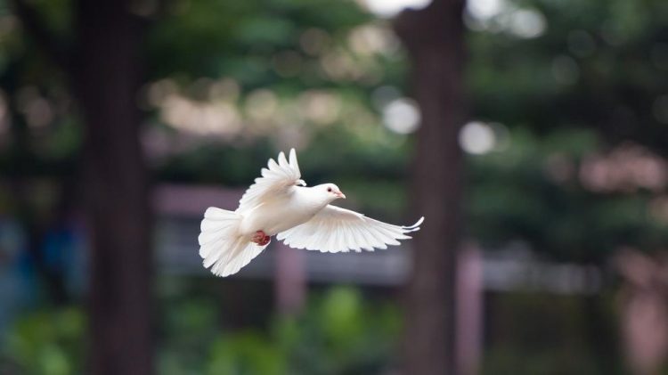 Policía de India libera a una “paloma espía china” después de ocho meses de encierro