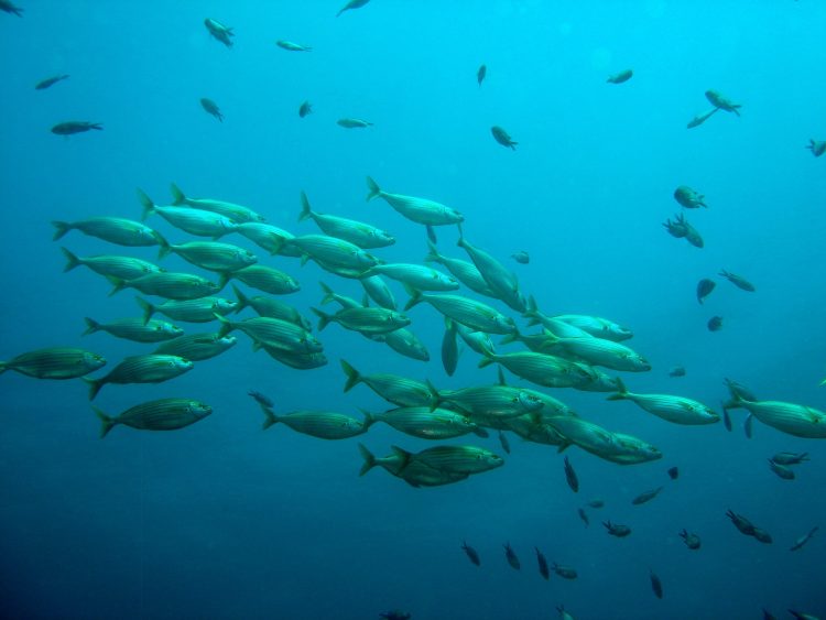 Estudio revela que el cambio climático hace perder peso a los peces