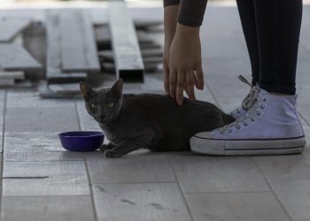 Estudio revela que los humanos transmiten más virus a los animales que viceversa