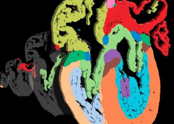 Científicos crean un mapa espacial del corazón humano con resolución unicelular