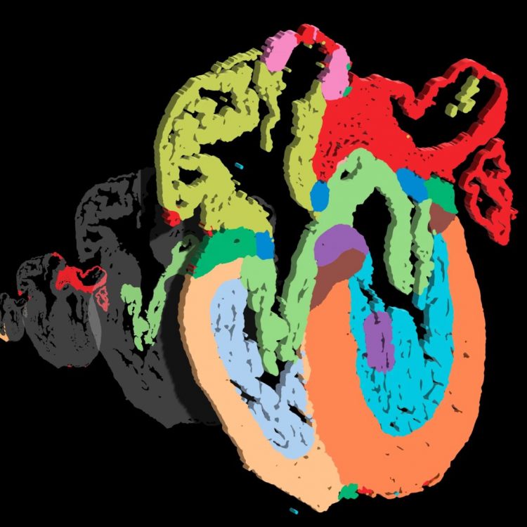 Científicos crean un mapa espacial del corazón humano con resolución unicelular