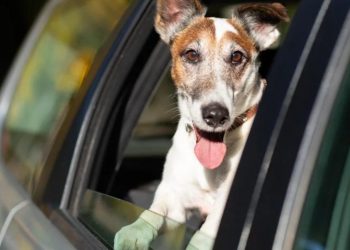 Coordinan por primera vez en RD una guía de prevención y rescate de mascotas durante Semana SantaCoordinan por primera vez en RD una guía de prevención y rescate de mascotas durante Semana Santa