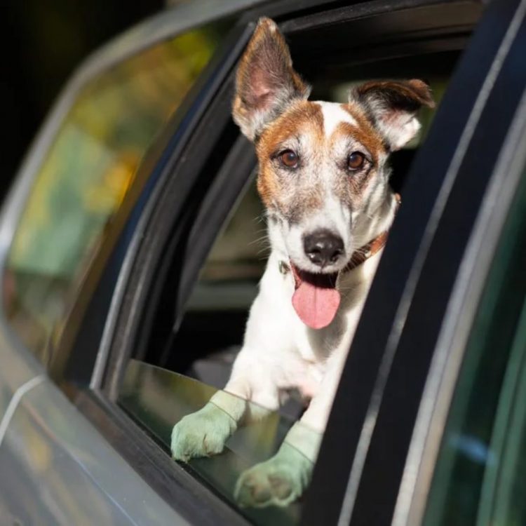 Coordinan por primera vez en RD una guía de prevención y rescate de mascotas durante Semana SantaCoordinan por primera vez en RD una guía de prevención y rescate de mascotas durante Semana Santa
