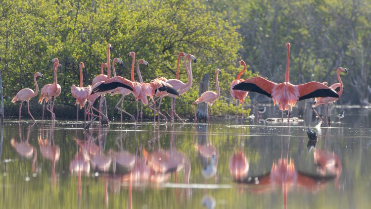 Liberan 44 flamenco en el Parque Nacional Manglares de Estero Balsa