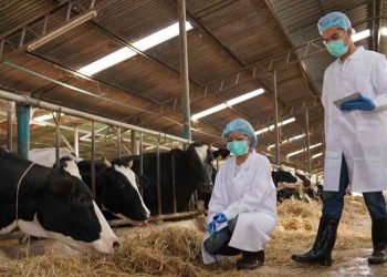 Vacas lecheras dan positivo por influenza aviar en Texas y Kansas