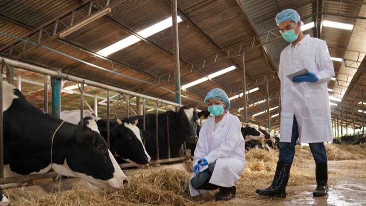 Vacas lecheras dan positivo por influenza aviar en Texas y Kansas