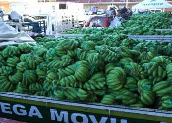 Gobierno compra más de 13 millones de guineos a Adobanano para venderlos a través del Inespre