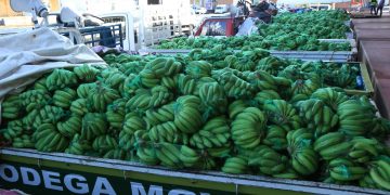 Gobierno compra más de 13 millones de guineos a Adobanano para venderlos a través del Inespre