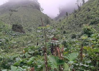 16 detenidos por depredar Parque Nacional Los Haitises