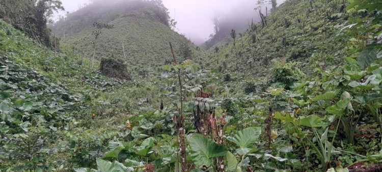 16 detenidos por depredar Parque Nacional Los Haitises