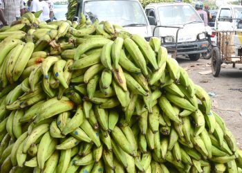 Gobierno levanta suspensión a la exportación de plátano