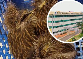 Medio Ambiente detiene a individuo y ocupa pichones de Rey Congo en Bávaro