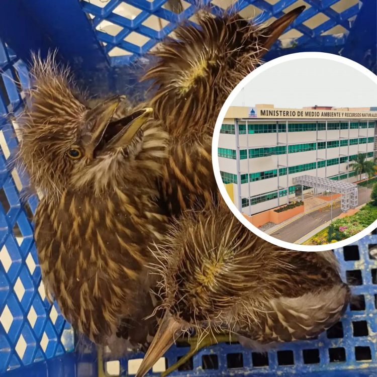 Medio Ambiente detiene a individuo y ocupa pichones de Rey Congo en Bávaro