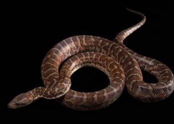 Medio Ambiente llama a la población para proteger nuestras culebras