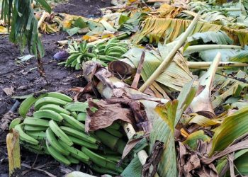 Agricultura ayuda a productores de plátanos afectados por fenómenos atmosféricos