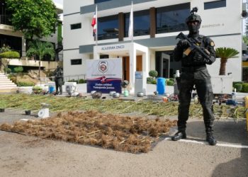 DNCD desmantela invernadero con más de 200 plantas de marihuana