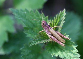 Singapur autoriza el consumo humano de 16 especies de insectos