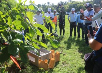 República Dominicana inicia protocolo erradicación la mosca del Mediterráneo