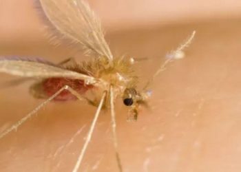 Ministerio de Salud emite alerta epidemiológica por oropouche