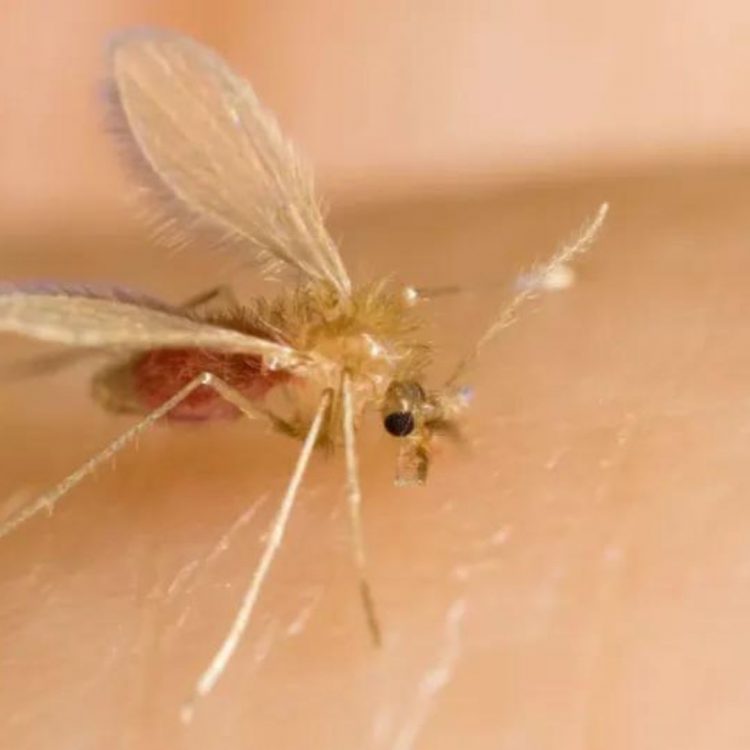 Ministerio de Salud emite alerta epidemiológica por oropouche