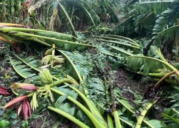 Puerto Rico registra pérdidas de US$23 millones en el sector agrícola tras paso de Ernesto