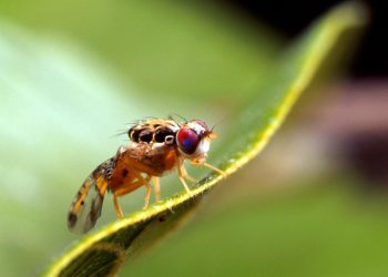 Ministerio de Agricultura logra erradicar la mosca del Mediterráneo