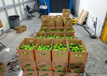 DNCD decomisa 162 limones de cerámica rellenos de cocaína