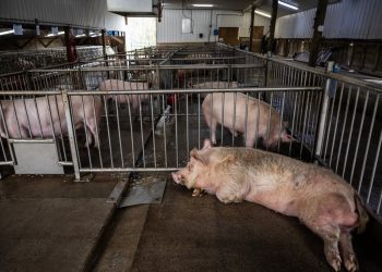 Una granja en EE.UU. cría cerdos para trasplantes de órganos en humanos
