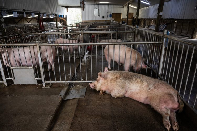Una granja en EE.UU. cría cerdos para trasplantes de órganos en humanos