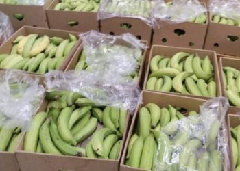 Incautan 3.5 toneladas de cocaína en Portugal