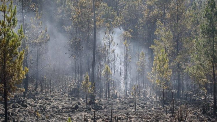 Bomberos controlan incendio forestal en Constanza