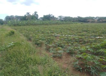 Banco de Desarrollo del Caribe aprueba 7 millones de dólares para agricultura en Haití