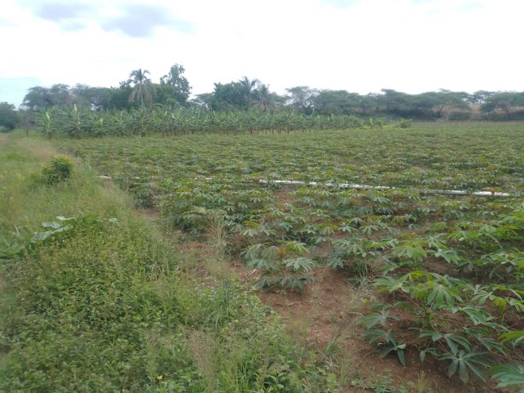 Banco de Desarrollo del Caribe aprueba 7 millones de dólares para agricultura en Haití