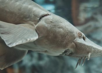 Pez gigante ataca a "sirena" en acuario de China