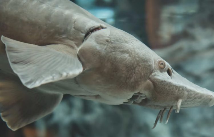 Pez gigante ataca a "sirena" en acuario de China