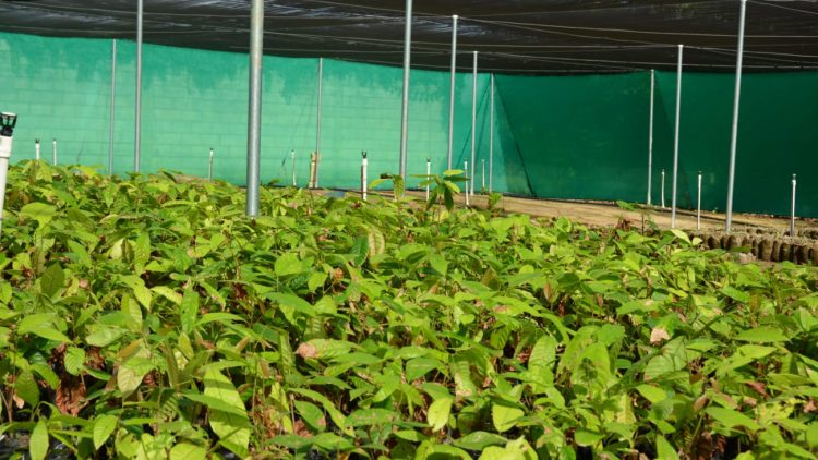 FEDA entrega vivero en Hato Mayor que producirá 120,000 plántulas de cacao al año