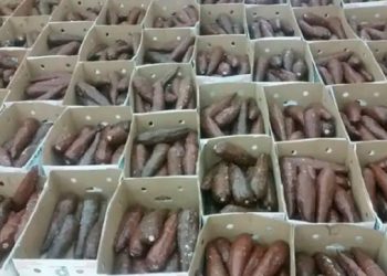 Caen traficantes que llevaban cocaína en cajas de yuca