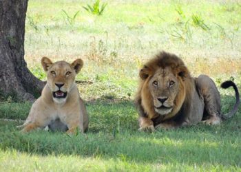 Niño sobrevive cinco días en un parque de Zimbabue rodeado de leones