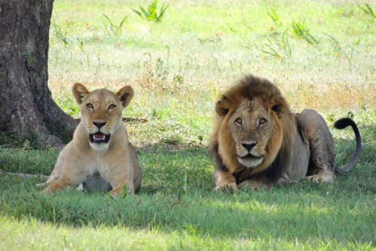 Niño sobrevive cinco días en un parque de Zimbabue rodeado de leones