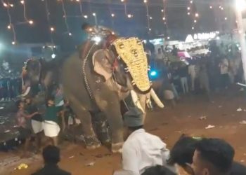 Elefante ataca en festival en India: 23 heridos