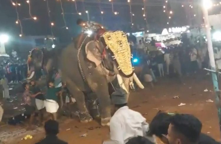 Elefante ataca en festival en India: 23 heridos