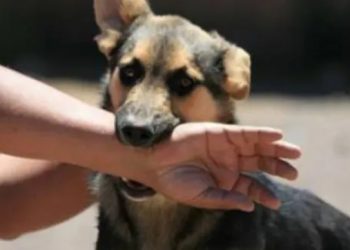 República Dominicana reporta dos casos de rabia humana