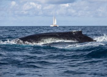 Ballena jorobada traga y escupe a kayakista en la Patagonia