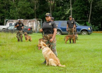 DNCD recibe 55 perros desde Colombia para combate contra el narcotráfico