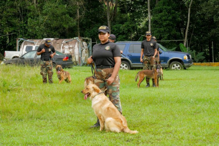 DNCD recibe 55 perros desde Colombia para combate contra el narcotráfico