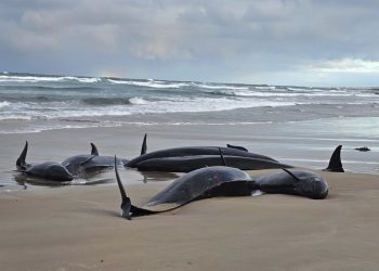 Finaliza operativo de sacrificio de 100 ballenas varadas en Australia