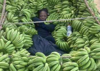Haitiana que estaba oculta entre guineitos es descubierta