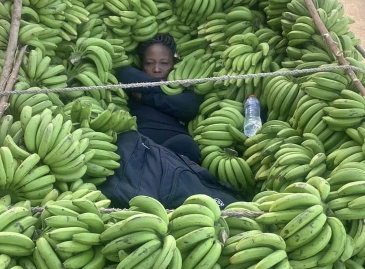 Haitiana que estaba oculta entre guineitos es descubierta