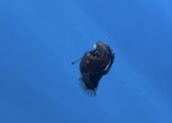 Avistan pez diablo negro en España